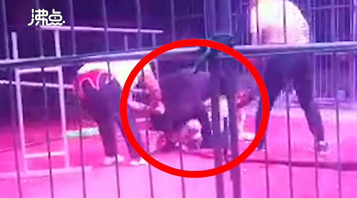 Работники цирка отбили своего коллегу от нападок свирепого медведя в Китае - видео