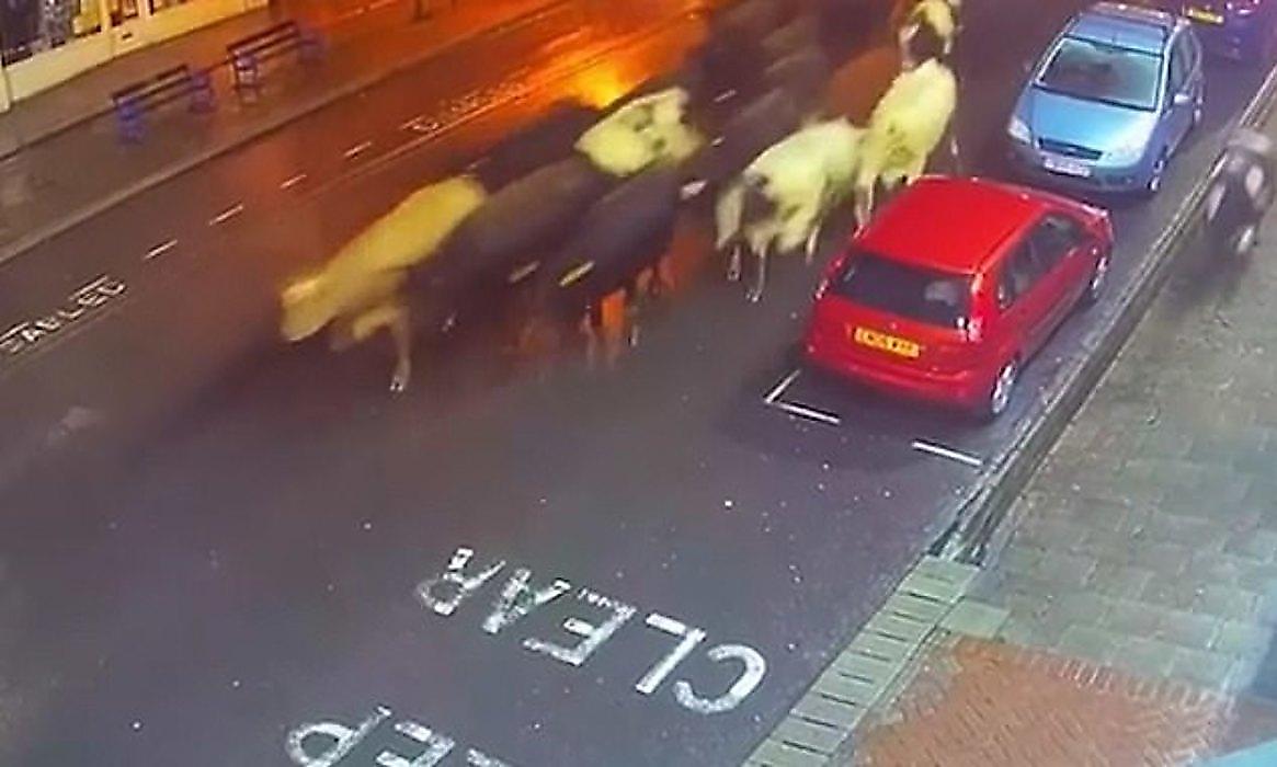 85 коров, сбежав от пастуха, проверили на прочность дорожное покрытие в Британии - видео