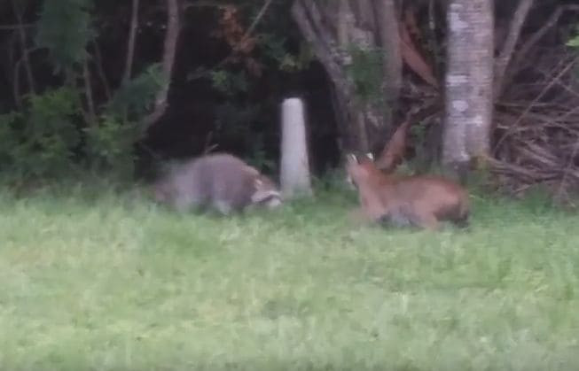 Самка енота, защищая потомство, напала на рысь во Флориде (Видео)