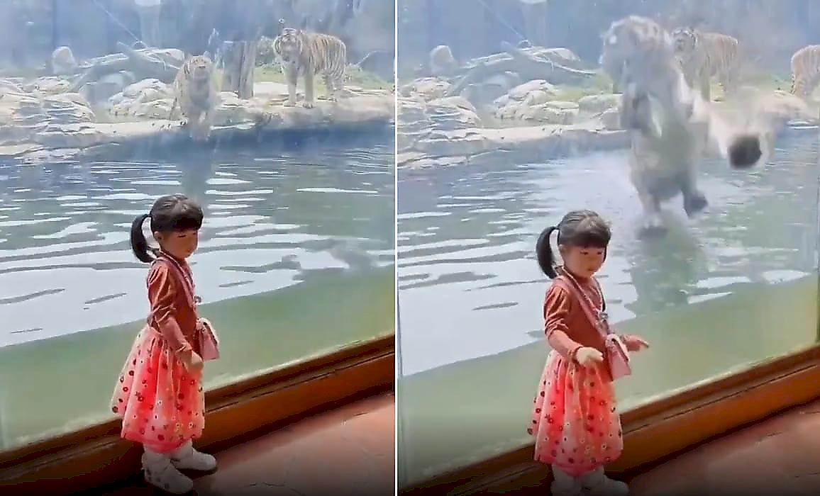 Тигр прервал и «украсил» селфи юной туристки на своём фоне в Китае