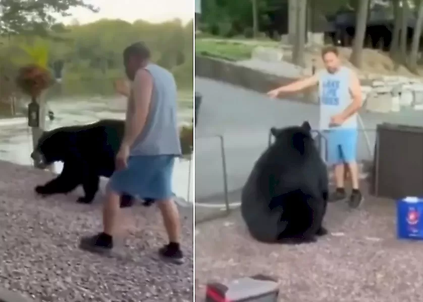 Бесстрашный турист выпроводил огромного медведя с территории кемпинга - видео
