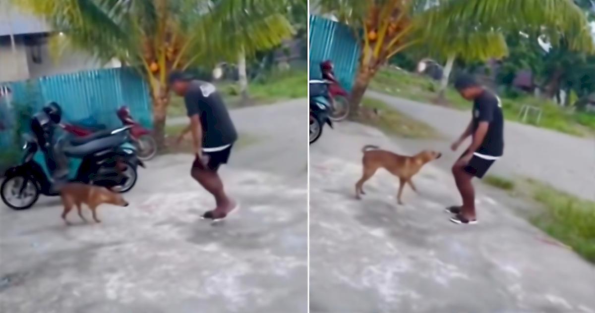 Пёс не сдержался и пустился в пляс вместе с танцором в Бразилии