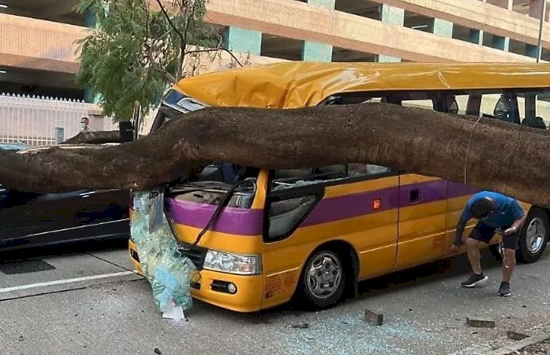 Дерево расплющило автобус и попало на видео в Гонконге