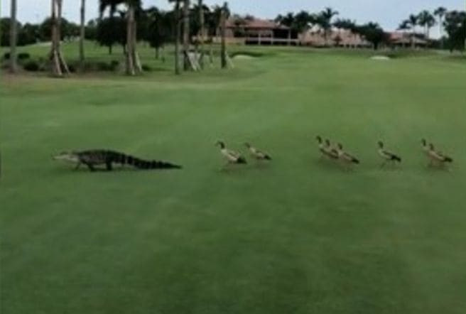 Стая гусей сопроводила крокодила на поле для гольфа в США (Видео)