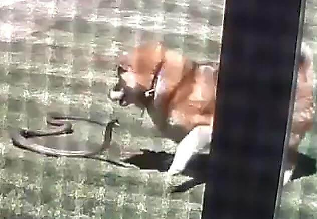 Храбрый пёс преградил дорогу в жилище ядовитой змее в Австралии (Видео)