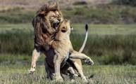 Итальянский фотограф стал свидетелем разборки в львином семействе в парке Танзании 3