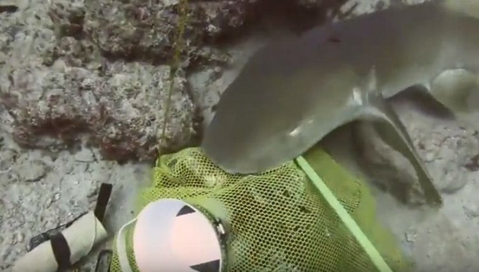 Дайвер вступил в бой с акулой, попытавшейся отнять у него улов (Видео)