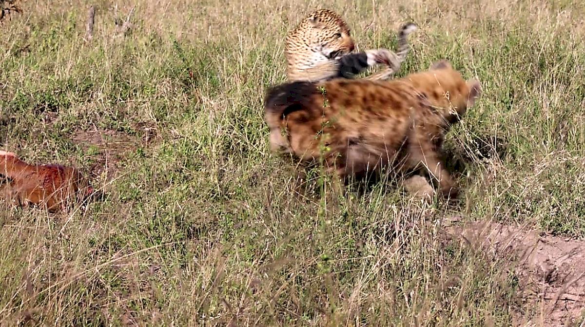 Гиена напала на леопарда и отобрала тушу импалы на глазах у туристов в ЮАР