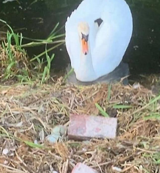 Лебедка не пережила утраты потомства и измены спутника, когда вандалы разбили её кладку яиц кирпичами