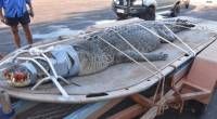 В австралийском ручье поймали огромного, 400-килограммового крокодила (Видео) 1