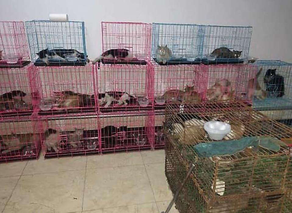 Сотни кошек, содержащихся в клетках в качестве деликатесов, спасли в Китае