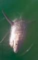 Акула утащила соплеменницу, пойманную американскими исследователями 4