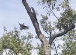 Бой варана с птицами попал на видео в Австралии