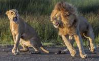 Итальянский фотограф стал свидетелем разборки в львином семействе в парке Танзании 2