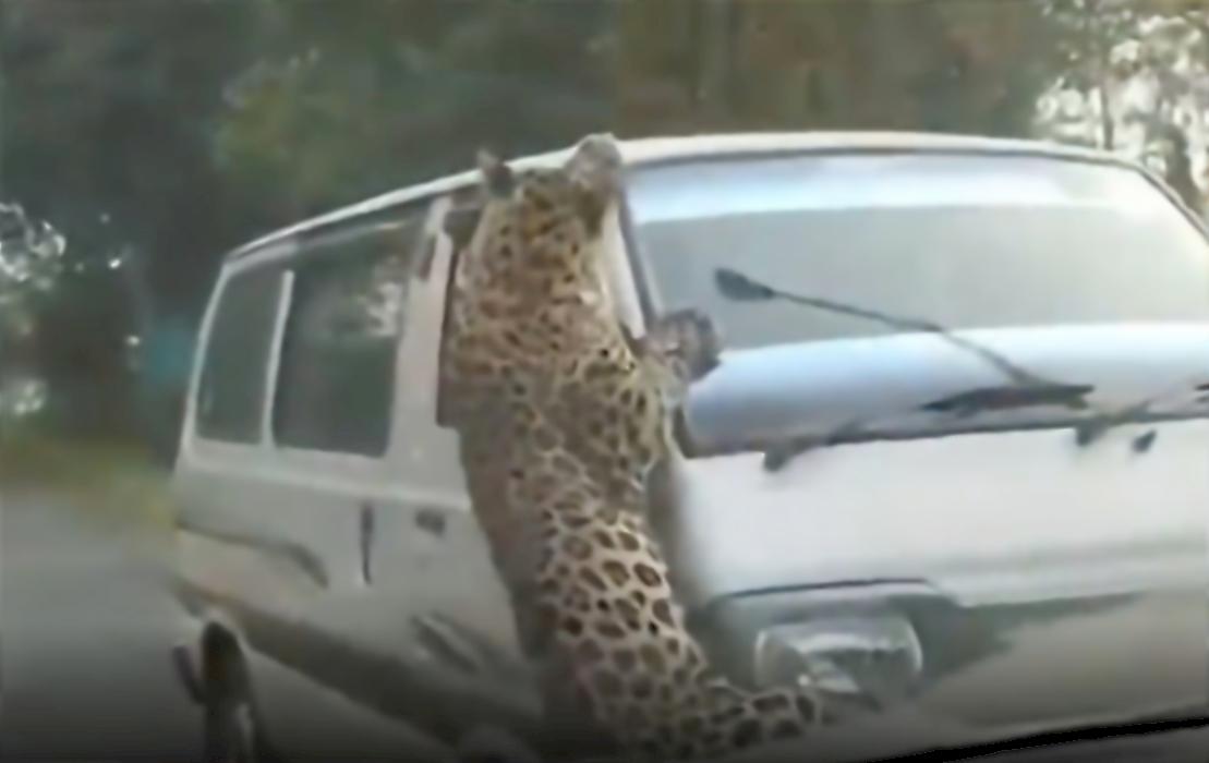 Ранивший 15 человек леопард атаковал автофургон в Индии
