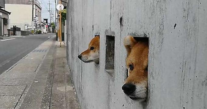 Три собаки, охраняющие владения хозяина из бойниц в заборе, стали новой достопримечательностью в Японии