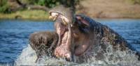 Два бегемота не поделили самку в Ботсване 1