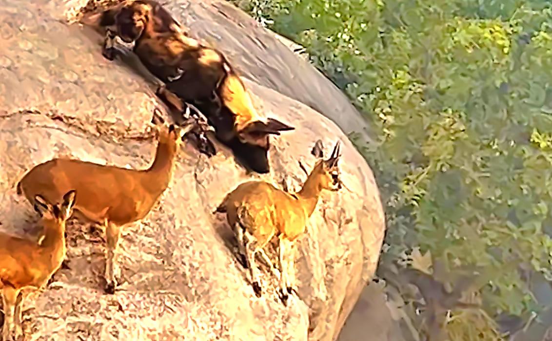 Дикие псы устроили рискованную охоту на антилоп, спрятавшихся на краю скалы
