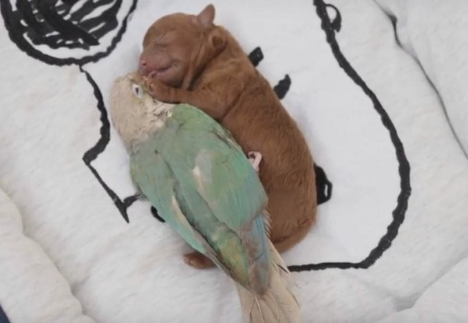 Японец подложил попугая новорождённому щенку (Видео)