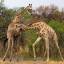 Два жирафа не поделили территорию заповедника в Южной Африке (Видео) 3
