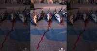 ШОК*! Десятки дельфинов жестоко убили в рамках традиционной охоты на Фарерских островах. (Видео) 4