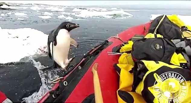 Наглый пингвин запрыгнул в надувную лодку к исследователям в Антарктиде. (Видео)