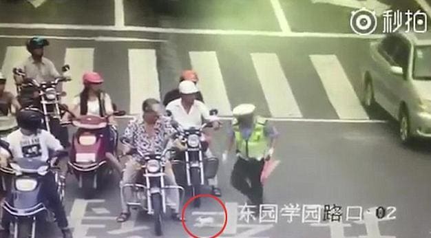 Полицейский остановил движение, чтобы спасти котёнка в Китае. (Видео)