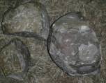 Кладку яиц, принадлежащую раджазаврам, обнаружили в индийской деревне. (Видео) 2