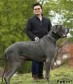 Собака весом 98 килограммов признана самой большой в Британии. (Видео) 4
