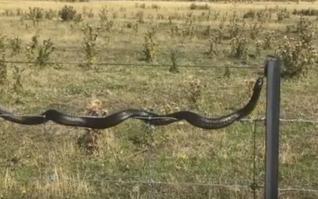 Змея - «эквилибристка» была замечена в Тасмании (Видео)