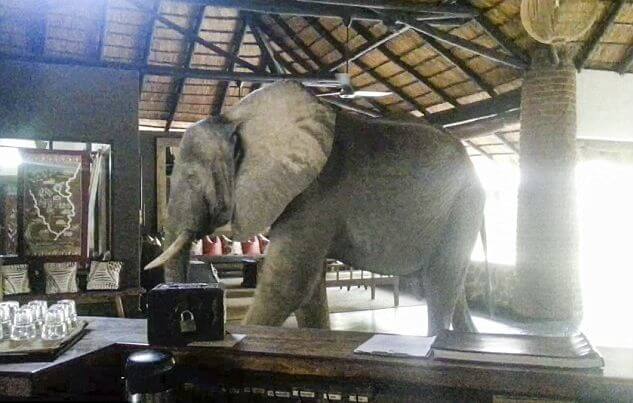 Два слона бесцеремонно вторглись на территорию отеля в Замбии. (Видео)