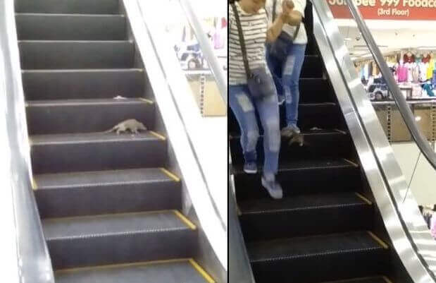 Крыса атаковала посетителей торгового центра, спускающихся по эскалатору. (Видео)