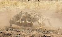 В объятьях смерти. Антилопа не смогла перепрыгнуть через гепарда в национальном парке Пиланесберг в ЮАР 0