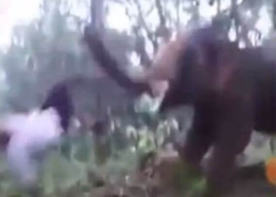 Индиец не смог добиться от слона «взаимности» и был послан в глубокий нокаут. (Видео)