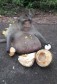 В Таиланде посадили на диету разжиревшую длиннохвостую макаку 2