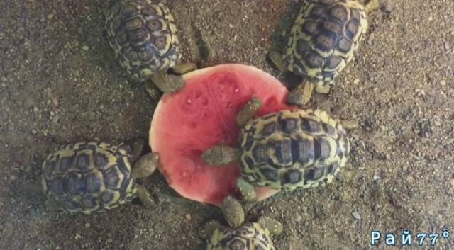 Жадная черепаха чуть не испортила совместное поедание арбуза в австралийском парке (Видео)