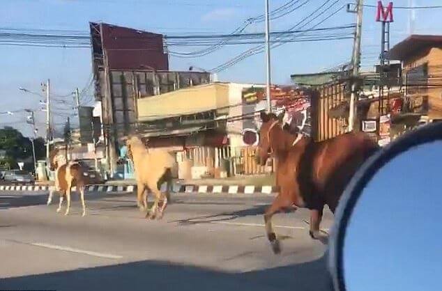 Три лошади вызвали переполох на автотрассе в Тайланде (Видео)