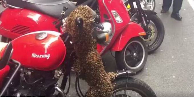 Огромный рой пчёл «облюбовал» мотоцикл в Австралии. (Видео)