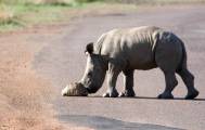 Детёныш носорога убрал препятствие в виде черепахи с дороги в африканском заповеднике 1
