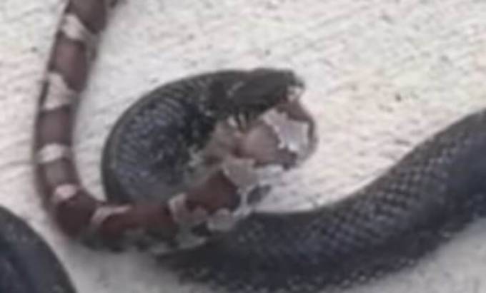 Королевская змея пообедала ядовитой змеёй, на глазах у шокированного американца. (Видео)