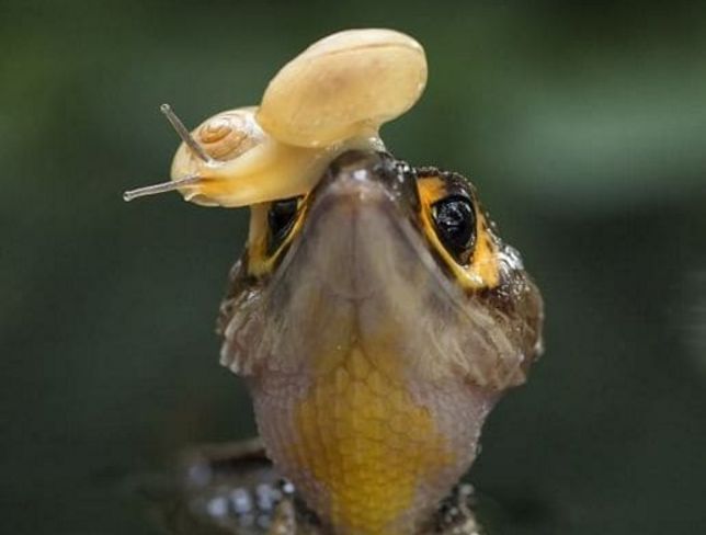 Ящерица, слушающая «крок-н-ролл» в необычных «наушниках», привлекла внимание фотографа в Индонезии