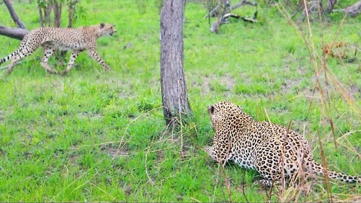 Коварный леопард, притаившийся за деревом, не смог сравниться в скорости с гепардом