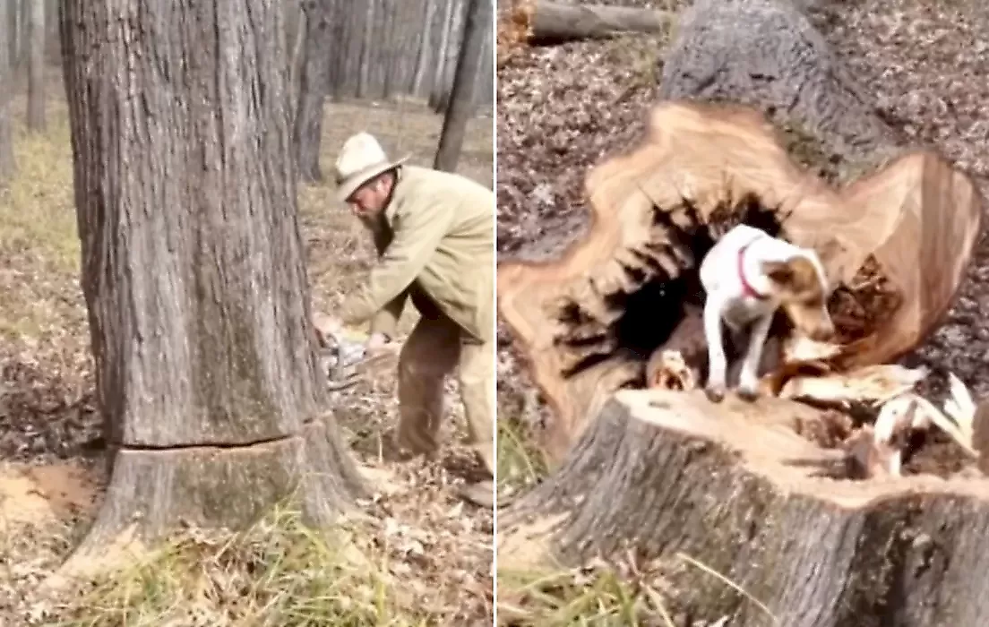 Лесоруб спилил дерево, чтобы спасти застрявшую в нём собаку - видео
