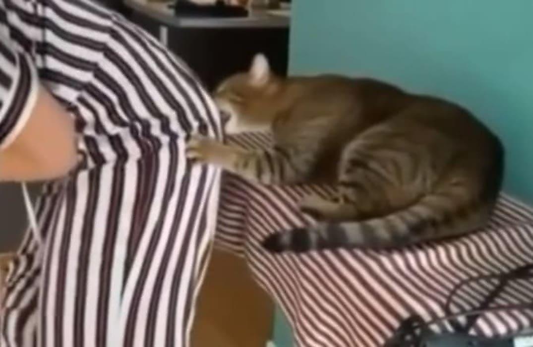 Притаившийся сзади кот застал врасплох наклонившуюся хозяйку - видео