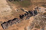 Крупномасштабную операцию по перевозке слонов с использованием подъёмного крана, провели в Южной Африке 11