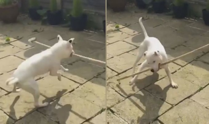 Воинствующий пёс покорил интернет своим умением крутить палку (Видео)
