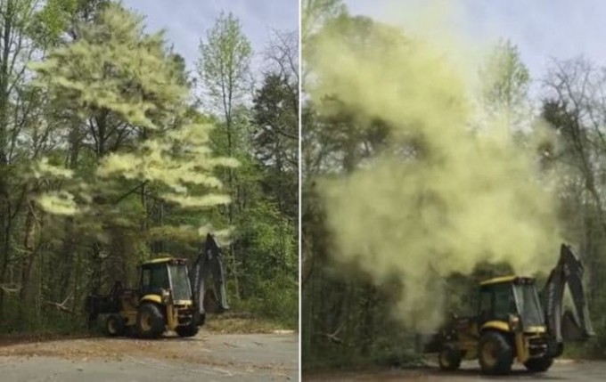 Облако пыльцы, обрушившееся с дерева, вызвало аллергическую реакцию в сети (Видео)