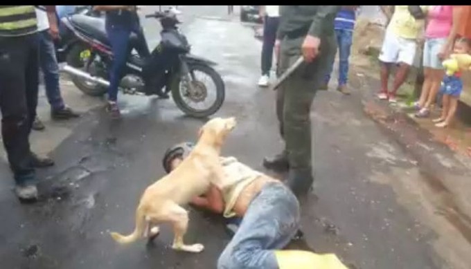 Пёс не дал в обиду своего нетрезвого хозяина в Колумбии (Видео)