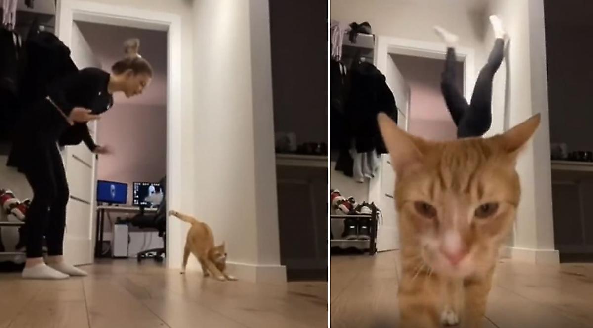 Кошка зрелищно испортила спортивное селфи юной хозяйке и прославилась в сети