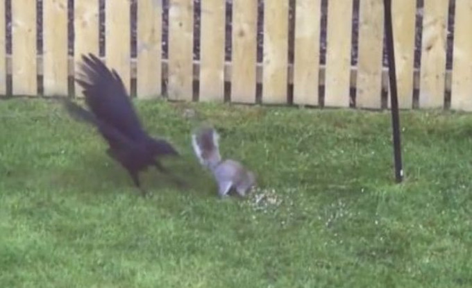 Наглая белка ограбила ворону во дворе дома в Шотландии (Видео)